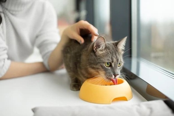 pet-boarding-pets-zilla